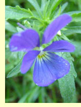 Фиалка болотная (V.Palustris) Фиалка болотная (V.Palustris)